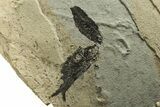 Unprepped Fossil Fish Mortality Plate - Buried Mioplosus? #257105-1